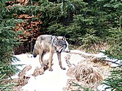 Hnutí Duha letos vydalo kalendá� se záb�ry velkých �elem, které zachytily...