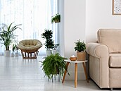 Pokojové rostliny to v zim nemají jednoduché.