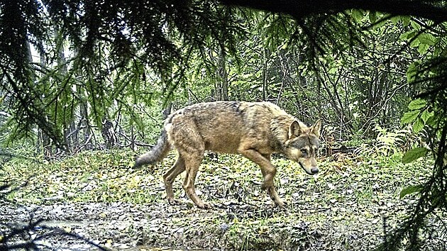 Vlci jsou v kraji vzcn, Jesenky se jim nelb, pestoe jsou jen dce osdlen a je tam hodn les. Letos hlsil vskyt tto psovit elmy na ternbersku myslivec.