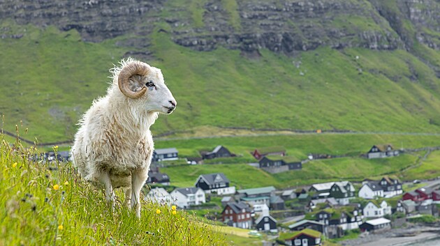 Ovce na Faerskch ostrovech (22. ervna 2021)