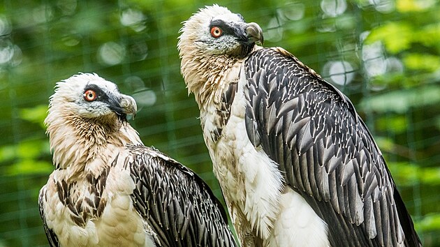 Pár orlosupů bradatých ze Zoo Ostrava, tento rok by se mohla vylíhnout další mláďata.