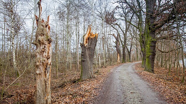 Škody se nevyhnuly ani vzrostlým stromům, některé musely být zcela odstraněné.