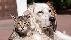 ilustra�ní snímek