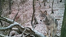 Hnutí Duha letos vydalo kalendá� se záb�ry velkých �elem, které zachytily...