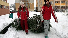 Odklízení vánočních stromků - ilustrační foto