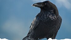 Krkavec velký není ádný roztomilý domácí mazlíek, pilne jen k tomu, kdo ho...