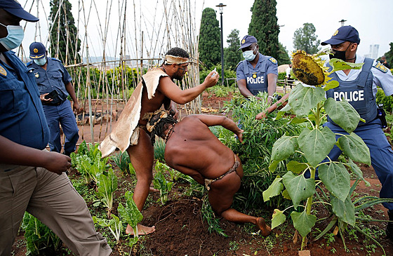 Vdce domorodc král Khoisan brání svým tlem rostliny marihuany, které...