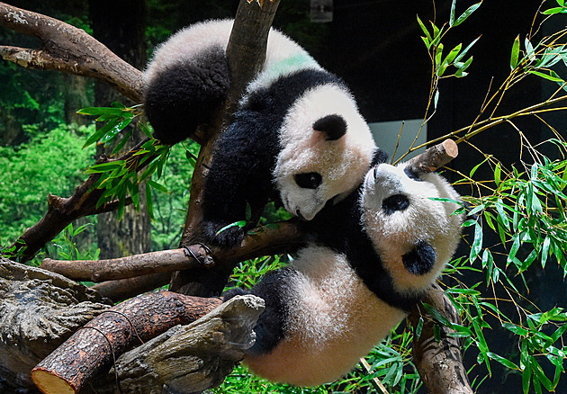 Tokijská zoo ukázala pandí dvojčata, první je viděli vybraní návštěvníci