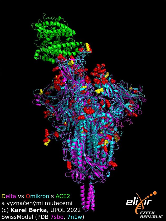 Zobrazení jednoho z 3D model protein variant koronaviru delta a omikron,...