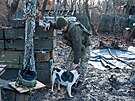 Toulaví psi dlají na frontové linii vítanou spolenost ukrajinským vojákm....