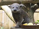 Mlád binturonga se narodilo v ostravské zoo 16. dubna 2021