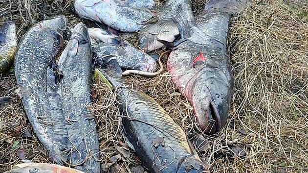 Na Labi ve Štětí rybáři vylovili stovky kilogramů uhynulých ryb. (15. ledna...