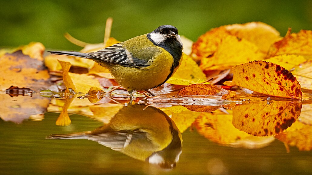 Sýkora ko�adra (Parus major) je jedním z nej�ast�ji studovaných pta�ích druh� v...