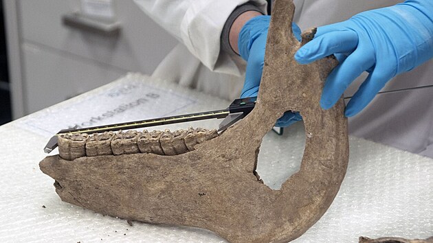 Do�li k z�v�ru, �e tehdej�� kon� byli mnohem men�� ne� dne�n�. V�etn� v�le�n�ch