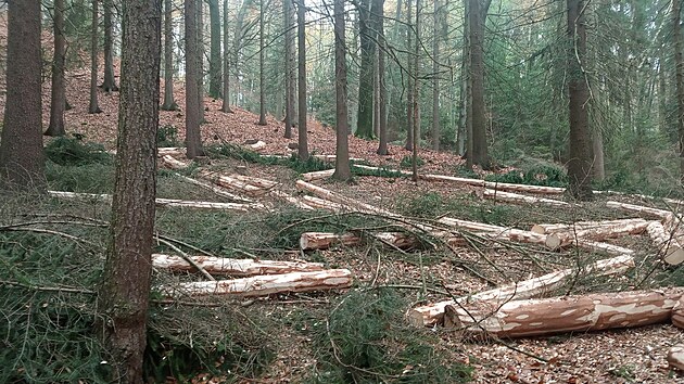 Ochranáři se snaží vykupovat lesy od soukromníků.