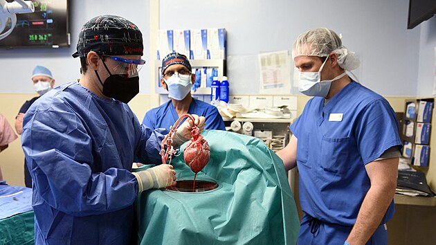 Američtí lékaři provedli průlomovou operaci, pacient získal srdce z geneticky modifikovaného prasete. (7. ledna 2022)