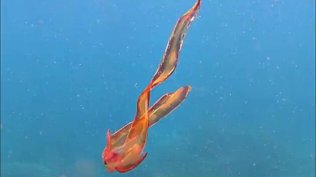 Vzcn druh chobotnice argonaut fialov (14. ledna 2022)