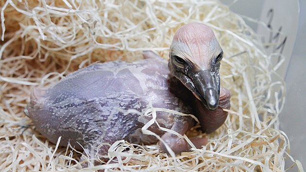 Mládě pelikána bílého dorazilo z Liberce do Safari Parku ve Dvoře Králové. Zdejší ošetřovatelé ho odchovají ve "školce".