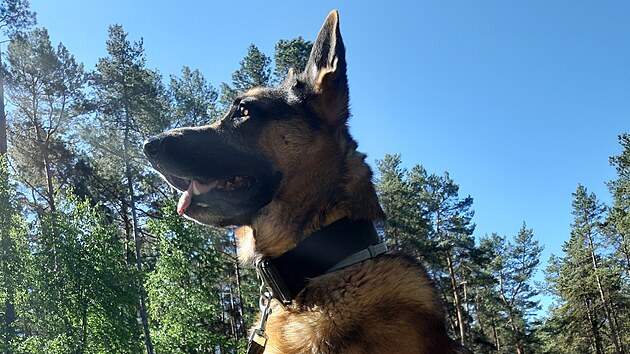 Pes Diego utekl na dlouhém vodíku v lese u Plzně. Zamotal se s ním o strom a nemohl se pohybovat. Kromě jeho páníčků a známého ho hledali i dronaři ze Správy informačních technologií města Plzně.