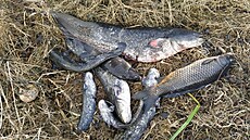 Na Labi ve �t�tí rybá�i vylovili stovky kilogram� uhynulých ryb. (15. ledna...