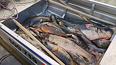 Na Labi ve ttí rybái vylovili stovky kilogram uhynulých ryb. (15. ledna...