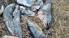 Na Labi ve Štětí rybáři vylovili stovky kilogramů uhynulých ryb. (15. ledna...