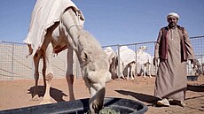 V Saúdské Arábii otev�eli hotel pro velbloudy. (11. ledna 2022)