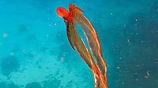 Vzácný druh chobotnice argonaut fialový (14. ledna 2022)