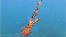 Vzácný druh chobotnice argonaut fialový (14. ledna 2022)