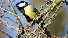 V zim patí sýkora koadra k nejastjím návtvníkm ptaích krmítek ve...