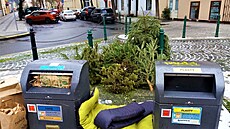 Tak to má být. Stromky srovnané do hrani�ky.