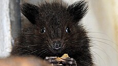Informaci o narození mlád�te velemy�i nejv�t�í oznámila jihlavská zoo a� nyní,...