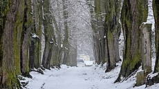 Klokotská alej v Tábo�e usp�la v anket� Alej roku.