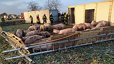 Zví�ata zatím p�ebývají v improvizovaném ohrazení.