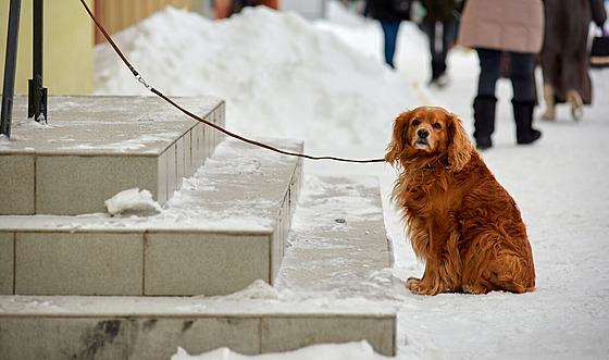 V zim neuvazujte psy ped obchodem.