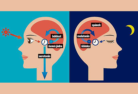 Chemie mozku. Slunen svtlo zpsobuje vyplavovn serotoninu, hormonu...