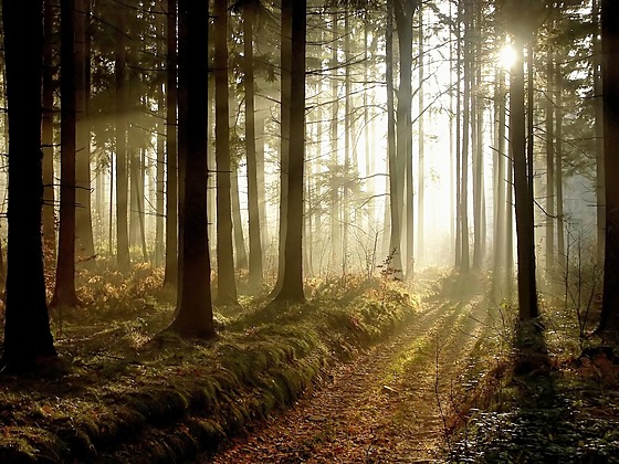 V některých lesích přestanou hospodařit myslivecké spolky a zpátky si je vezmou státní Lesy ČR.