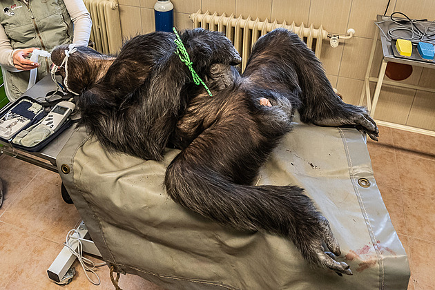 OBRAZEM: Vyšetření očí u šimpanze Dinga odhalilo utrženou rohovku