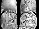 Mikro-CT model kovaka Ajkaelater merkli z maarskho druhohornho jantaru.