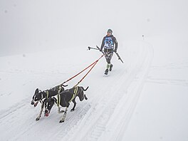 Pi závodech psích speení edivákv long jedou mushei trat dlouhé a 300...