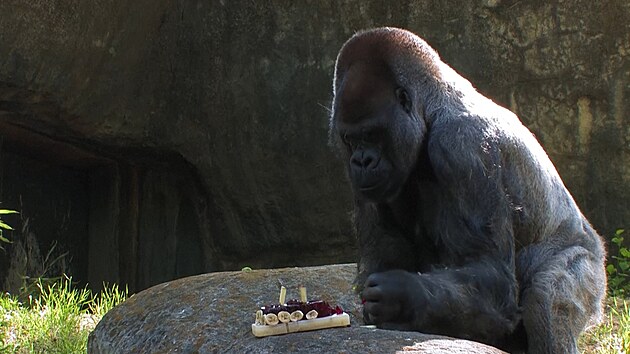 Zemřel nejstarší gorilí samec na světě. Ozzie se dožil 61 let