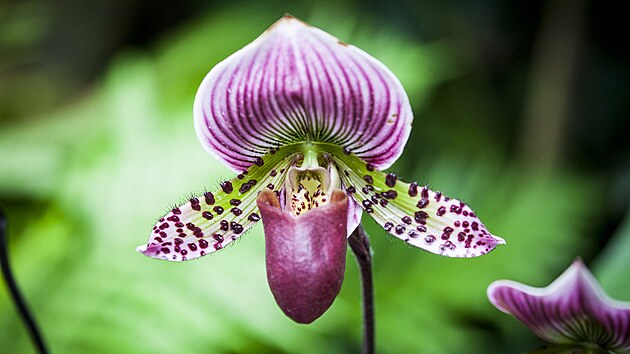 Výstava orchidejí, exotických rostlin a zvířat 4. - 13. února 2022