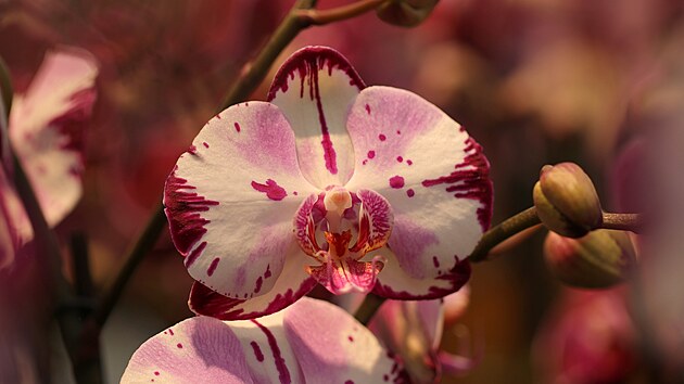 Výstava orchidejí, exotických rostlin a zvířat 4. - 13. února 2022