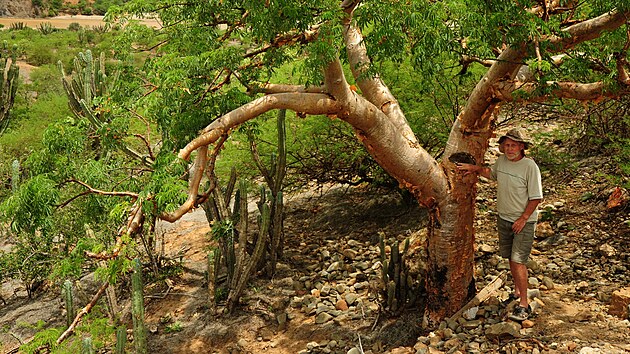 Rudolf Slaba cestuje za kaktusy do Ji�n� Ameriky.