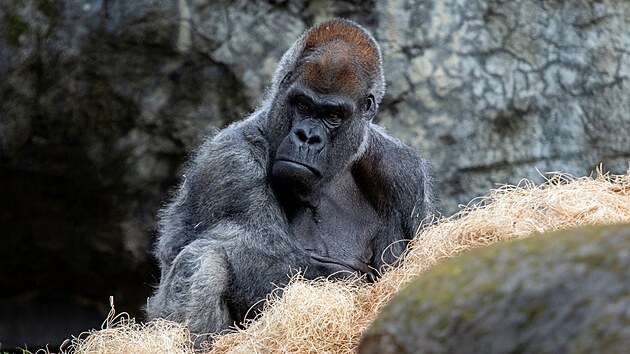 Uhynul nejstar goril samec na svt, bylo mu 61 let. (27. ledna 2022)