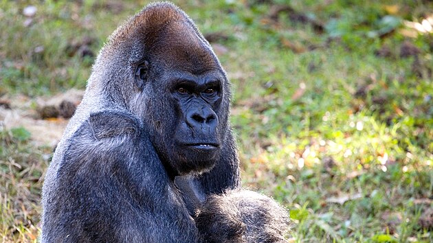 Uhynul nejstar goril samec na svt, bylo mu 61 let. (27. ledna 2022)