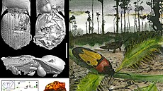 Mikro-CT model kova�íka Ajkaelater merkli z ma�arského druhohorního jantaru.