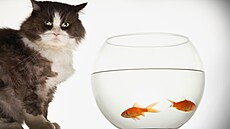 ilustra�ní snímek