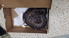 Místo bot byla v krabici krajta královská.