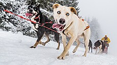 P�i závodech psích sp�e�ení �edivá�k�v long jedou mushe�i trat� dlouhé a� 300...